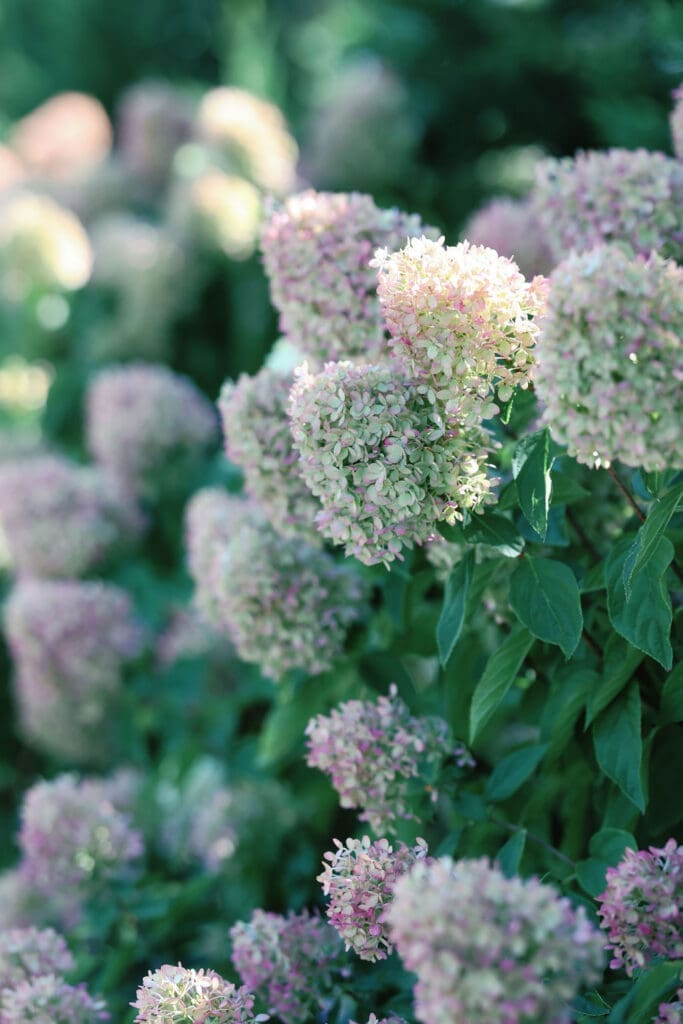 Renault Winery wedding in New Jersey