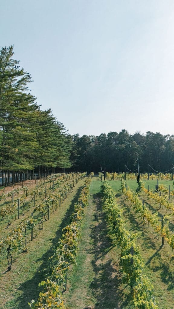 Renault Winery wedding in New Jersey